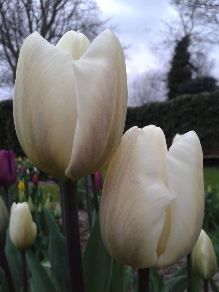 wiite tulpen avn de tulpenbrouwerij